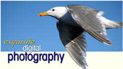 PawPrint360 Digital Photography